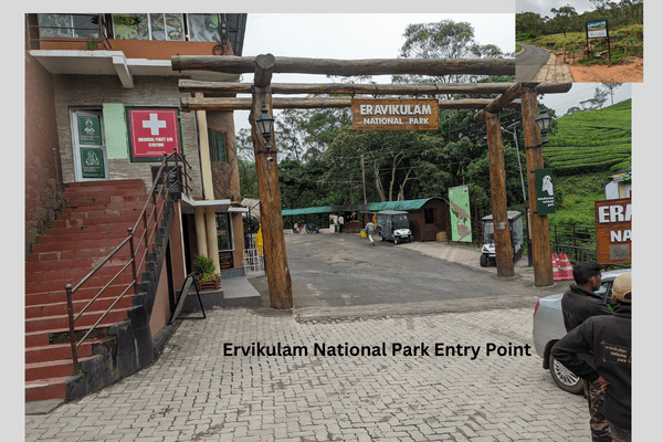 Ervikulam National Park Kerala