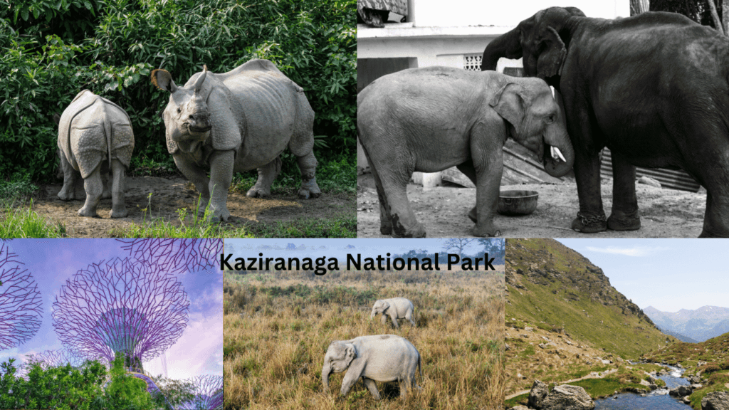 Northeast India Kaziranga National Park