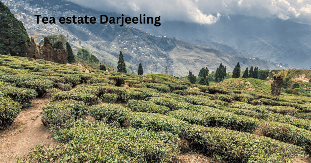 Darjeeling Tour Itinerary Day-3