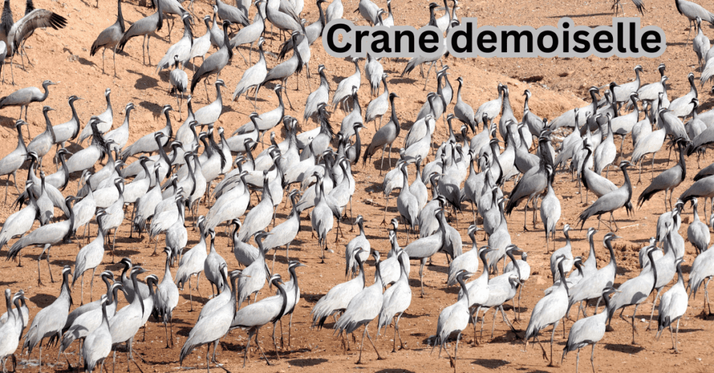 Thar Desert-Wildlife