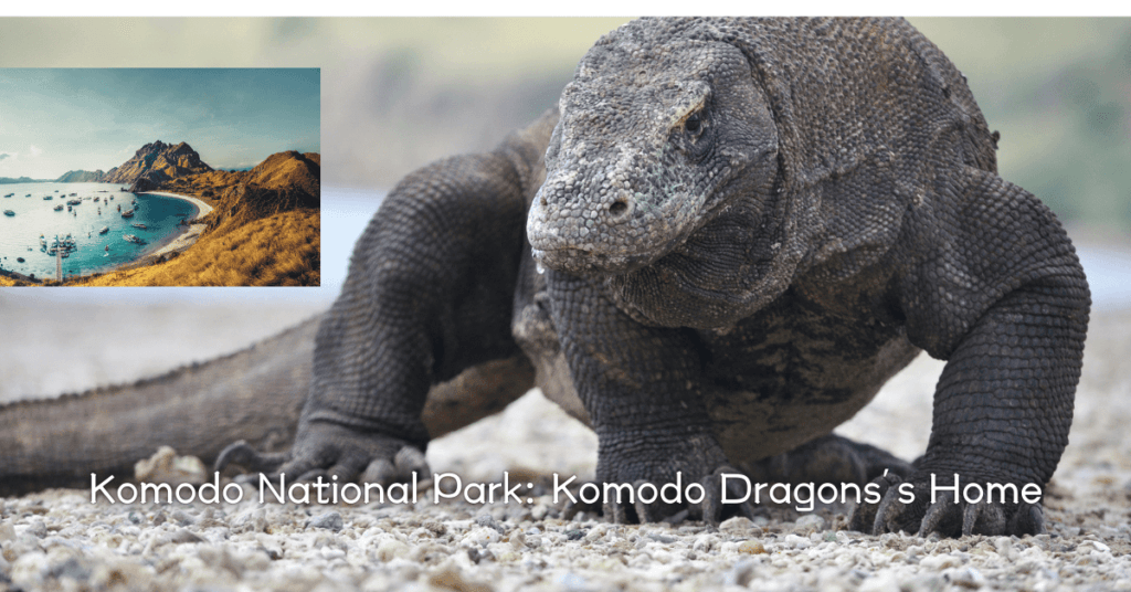 Places to visit in Indonesia-Komodo National Park