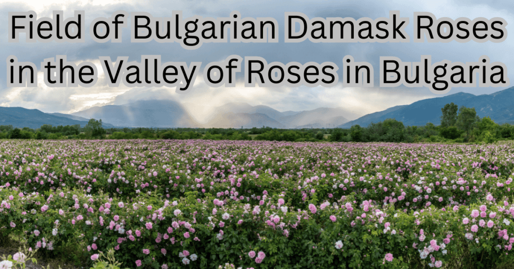 15 Best Tourist Sites in Bulgaria- Rose Valley
