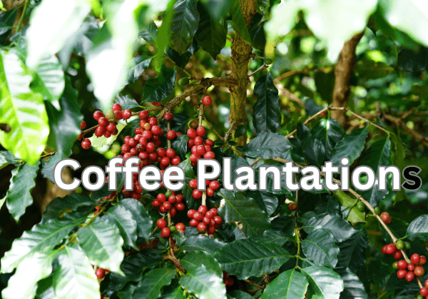 15 Best Tourist Places in Coorg-Coffee Plantation